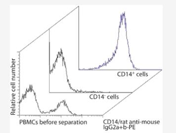 Separation of monocytes from human PBMCs using a mouse anti-human CD14 antibody (isotype: IgG2a), Anti-Mouse IgG2a+b MicroBeads, and a MiniMACS Separator with an MS Column.